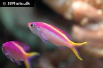 pseudanthias tuka pseudanthias tuka