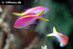 pseudanthias tuka pseudanthias tuka