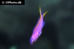 pseudanthias tuka pseudanthias tuka