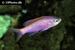 pseudanthias tuka pseudanthias tuka
