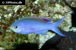 pseudanthias tuka pseudanthias tuka