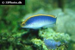 pseudochromis flavivertex pseudochromis flavivertex