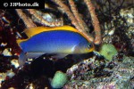 pseudochromis flavivertex pseudochromis flavivertex