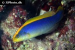 pseudochromis flavivertex pseudochromis flavivertex