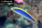 pseudochromis flavivertex pseudochromis flavivertex