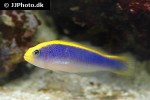 pseudochromis flavivertex pseudochromis flavivertex