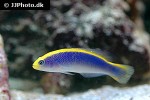 pseudochromis flavivertex pseudochromis flavivertex