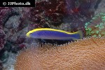pseudochromis flavivertex pseudochromis flavivertex