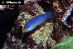 pseudochromis flavivertex pseudochromis flavivertex