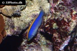 pseudochromis flavivertex pseudochromis flavivertex