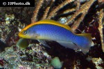 pseudochromis flavivertex pseudochromis flavivertex