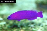 pseudochromis fridmani pseudochromis fridmani
