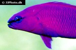 pseudochromis fridmani pseudochromis fridmani