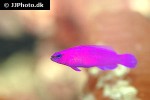 pseudochromis fridmani pseudochromis fridmani