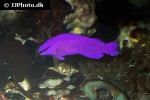 pseudochromis fridmani pseudochromis fridmani