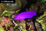 pseudochromis fridmani pseudochromis fridmani