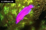 pseudochromis fridmani pseudochromis fridmani