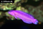 pseudochromis fridmani pseudochromis fridmani