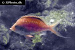 sacura margaritacea sacura margaritacea