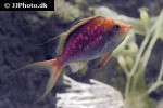 sacura margaritacea sacura margaritacea