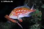 sacura margaritacea sacura margaritacea