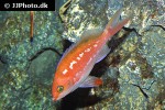 sacura margaritacea sacura margaritacea