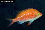 sacura margaritacea sacura margaritacea