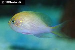 serranocirrhitus latus serranocirrhitus latus