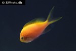 serranocirrhitus latus serranocirrhitus latus