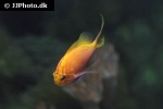 serranocirrhitus latus serranocirrhitus latus