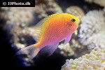 serranocirrhitus latus serranocirrhitus latus