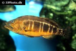 serranus atricauda serranus atricauda
