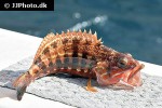 serranus cabrilla serranus cabrilla