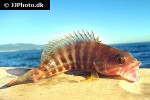 serranus cabrilla serranus cabrilla