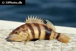 serranus hepatus serranus hepatus