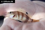 serranus hepatus serranus hepatus