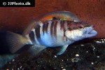 serranus scriba serranus scriba