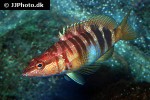 serranus scriba serranus scriba