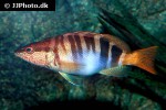 serranus scriba serranus scriba