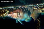 serranus scriba serranus scriba