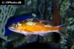 serranus tabacarius serranus tabacarius