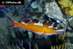 serranus tabacarius serranus tabacarius