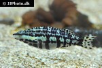 serranus tigrinus serranus tigrinus