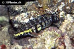 serranus tigrinus serranus tigrinus