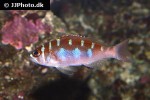 serranus tortugarum serranus tortugarum