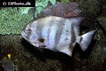 chaetodipterus faber chaetodipterus faber