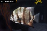 chaetodipterus faber chaetodipterus faber