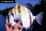 chaetodipterus lippei chaetodipterus lippei