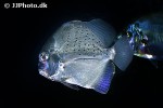 drepane punctata drepane punctata