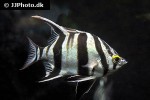 enoplosus armatus enoplosus armatus